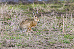 European brown hare