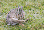 European brown hare