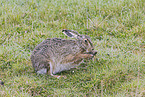 European brown hare