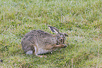 European brown hare