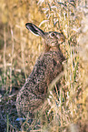 brow hare