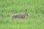 brown hare