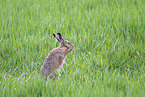 brown hare