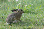 brown hare