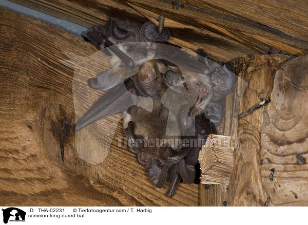 Braunes Langohr / common long-eared bat / THA-02231