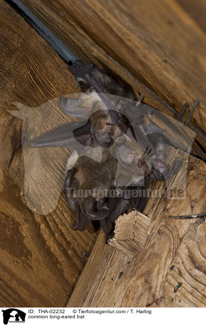 Braunes Langohr / common long-eared bat / THA-02232