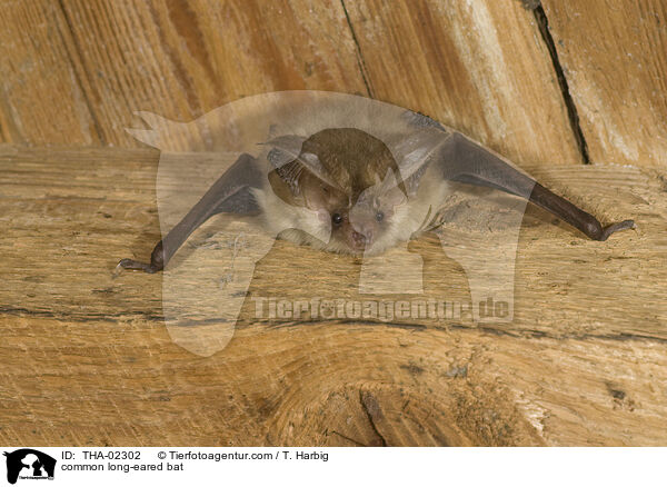Braunes Langohr / common long-eared bat / THA-02302