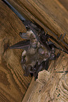 common long-eared bat