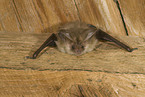 common long-eared bat