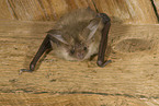 common long-eared bat