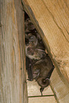 common long-eared bat