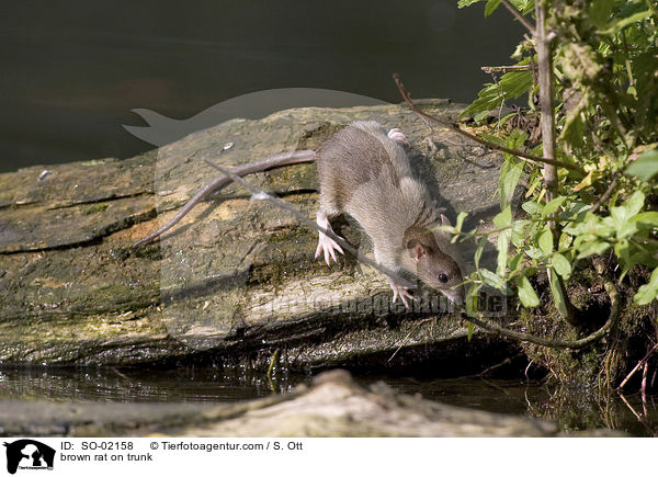 brown rat on trunk / SO-02158