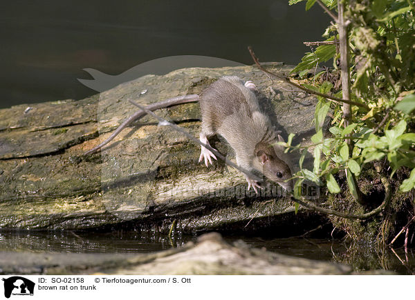 Wanderratte auf Baumstamm / brown rat on trunk / SO-02158