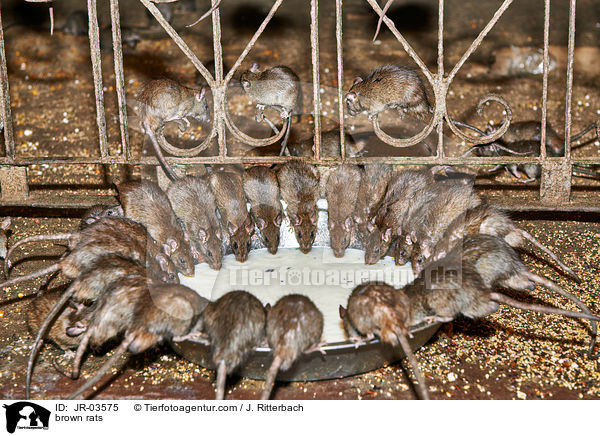 Wanderratten / brown rats / JR-03575