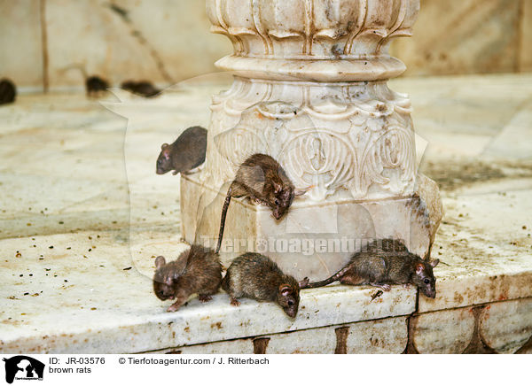 Wanderratten / brown rats / JR-03576