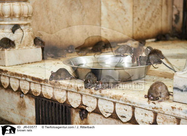 brown rats / JR-03577