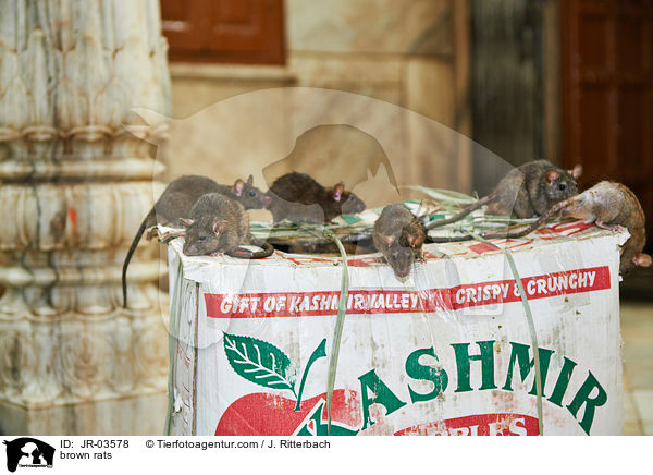 brown rats / JR-03578