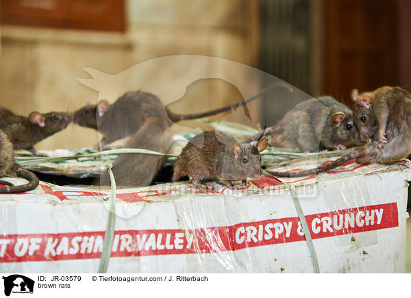 brown rats / JR-03579