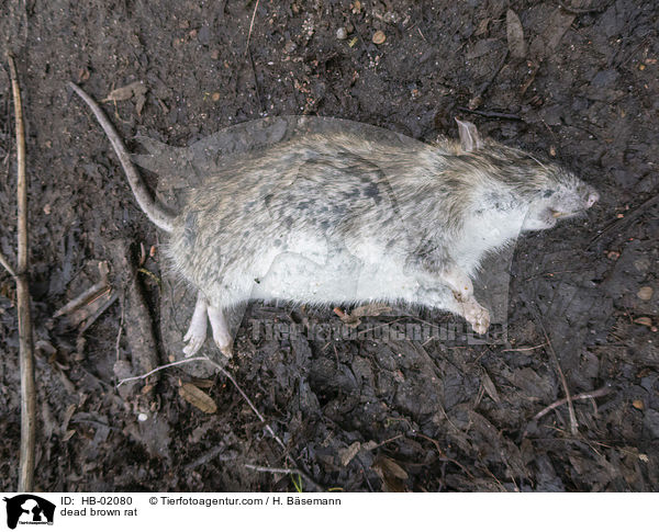 dead brown rat / HB-02080