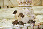 brown rats
