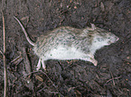 dead brown rat