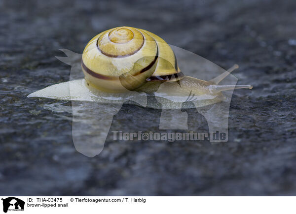 Hain-Bnderschnecke / brown-lipped snail / THA-03475