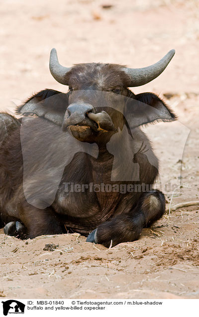 buffalo and yellow-billed oxpecker / MBS-01840