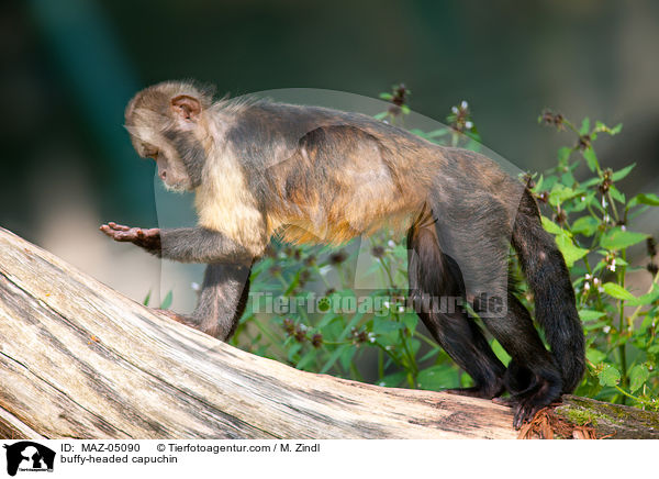 buffy-headed capuchin / MAZ-05090