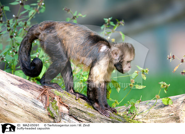 buffy-headed capuchin / MAZ-05091