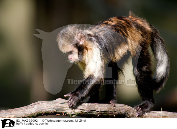 buffy-headed capuchin / MAZ-05092