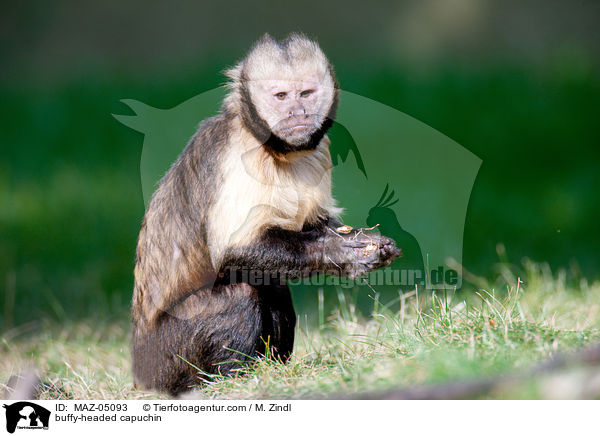 buffy-headed capuchin / MAZ-05093