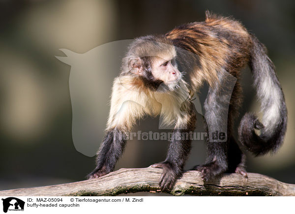 buffy-headed capuchin / MAZ-05094