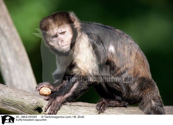buffy-headed capuchin / MAZ-05095