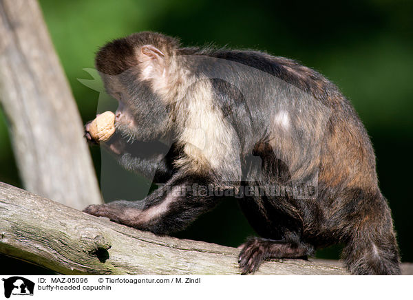 buffy-headed capuchin / MAZ-05096