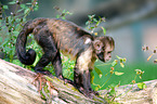 buffy-headed capuchin