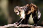 buffy-headed capuchin