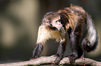 buffy-headed capuchin