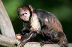 buffy-headed capuchin