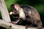 buffy-headed capuchin