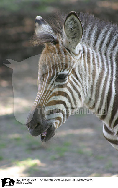 Steppenzebra / plains zebra / BM-01255