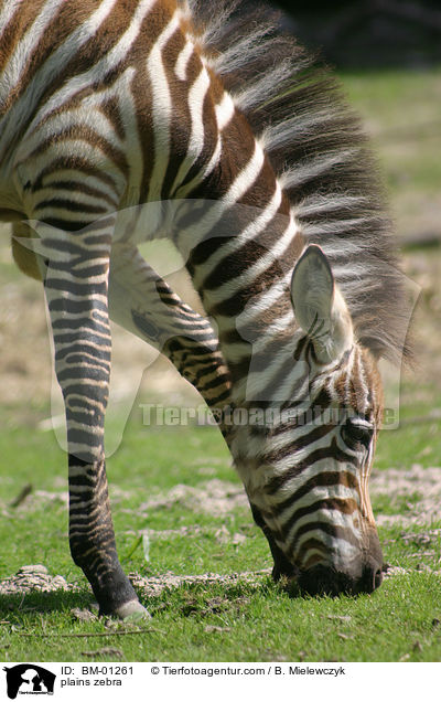 Steppenzebra / plains zebra / BM-01261