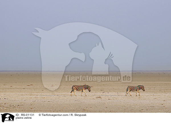 Steppenzebra / plains zebra / RS-01131