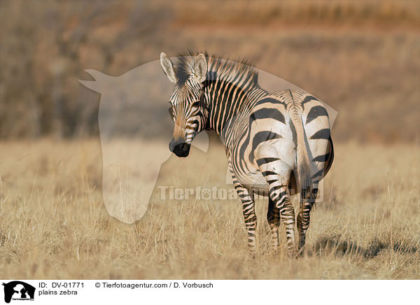 Steppenzebra / plains zebra / DV-01771