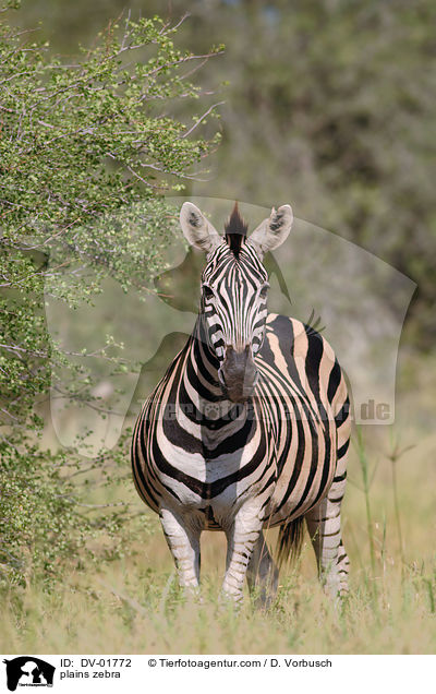 Steppenzebra / plains zebra / DV-01772