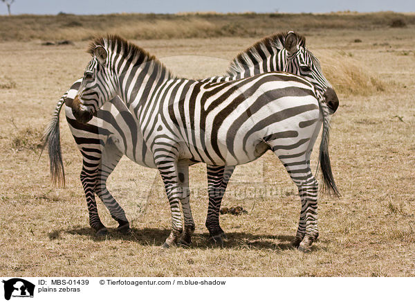 plains zebras / MBS-01439