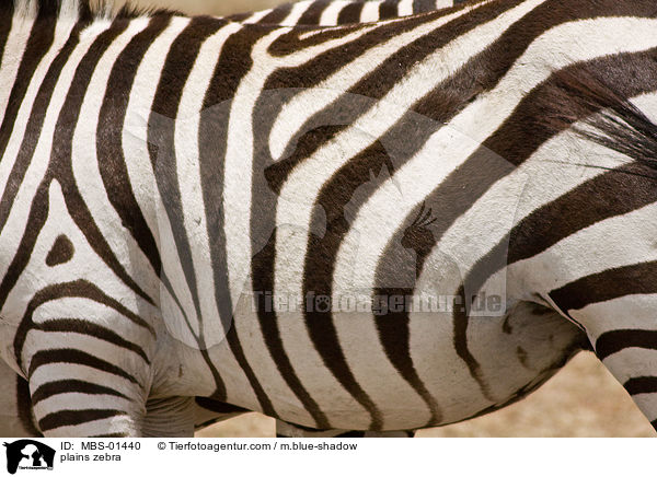 plains zebra / MBS-01440