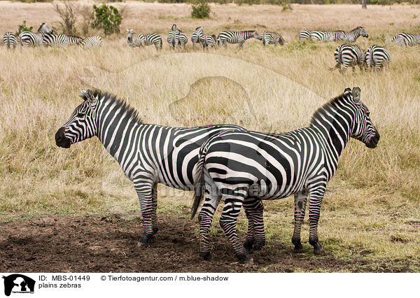 plains zebras / MBS-01449