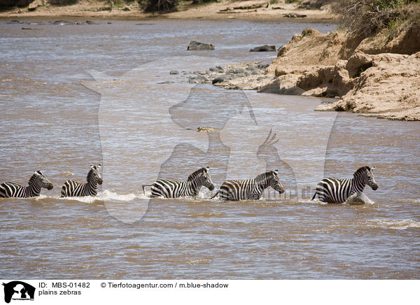 Steppenzebras / plains zebras / MBS-01482