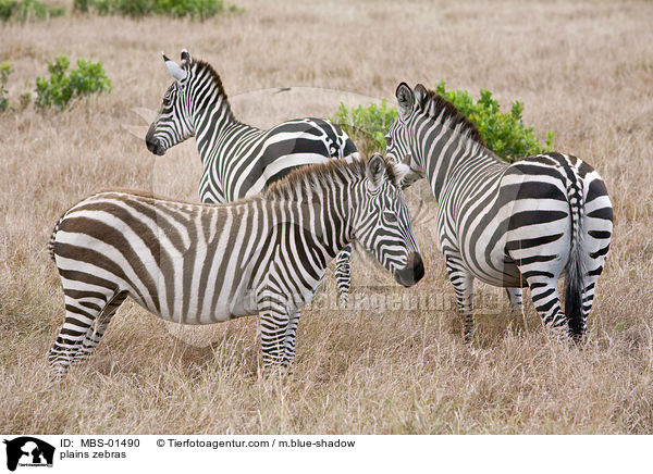 Steppenzebras / plains zebras / MBS-01490