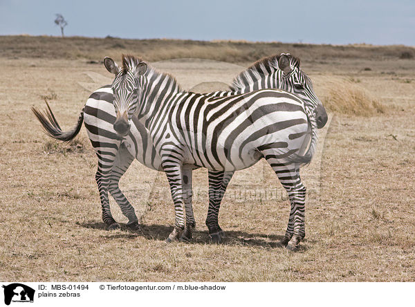 Steppenzebras / plains zebras / MBS-01494
